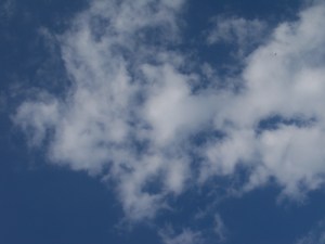 This looked like the faces of animals, wolverines and foxes.