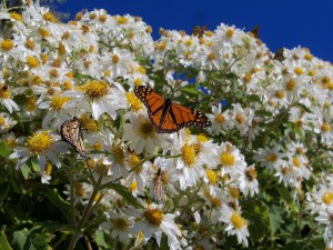 The Monarchs Are Here.