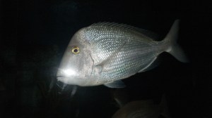 photo by LBF, age 10