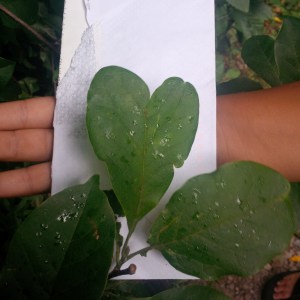 IMG_20140628_172018 (1)