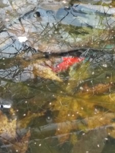 img_20170208_1448453